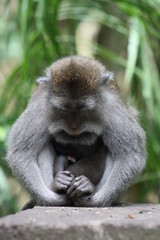 Macaque in Ubud