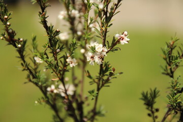 Kanuka flower in bloom