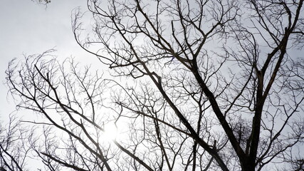 silhouette of a tree