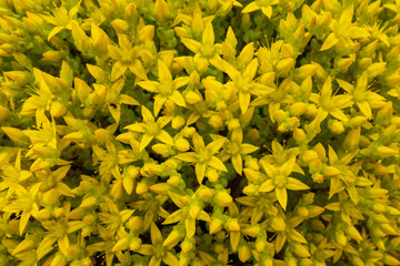 Sédum - blooms in yellow flowers, a perennial plant used in medicine