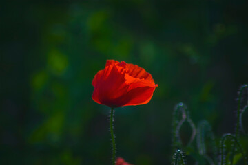 Fototapeta na wymiar One single red wild poppie among grass, red flowers on a blue background, nature, beauty, macro, closeup