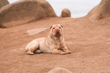 Pichilemú, VI Región, Chile