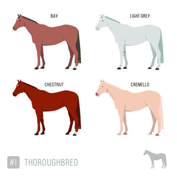 Horse Breeds: Set of Vector Thoroughbred Race Horses