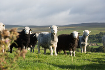 Naklejka na ściany i meble Flock of sheep wandering through Yorkshire moors.