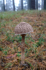 mushroom umbrella with a white cap grows in the forest on a background of leaves