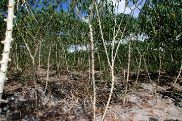 guaratinga, bahia / brazil - may13, 2008: cassava plantation is seen in a rural settlement in the...