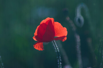 One single red wild poppie among grass, red flowers on a blue background, nature, beauty, macro, closeup