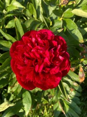 Red peony green garden background