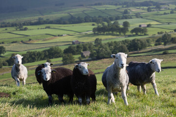 Flock of sheep wandering through Yorkshire moors.