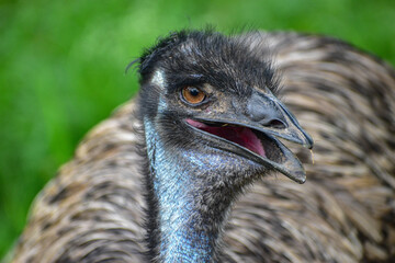 emu close up