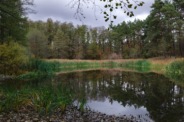 reeds and pine trees. reflection in the water, on the shore of the reservoir