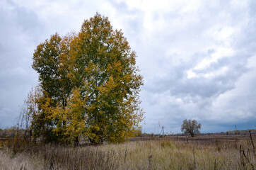 Fototapeta premium tree with a large crown