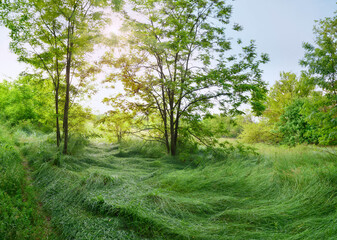Uncut summer meadow bounded by a grove of leafy trees. Summer nature background.