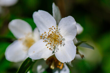   photographed close-up of white jasmine flowers