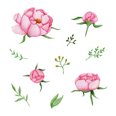 Watercolor set of pink peonies and twigs on a white background
