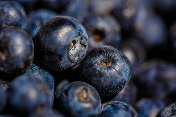Freshly picked blueberries. close up