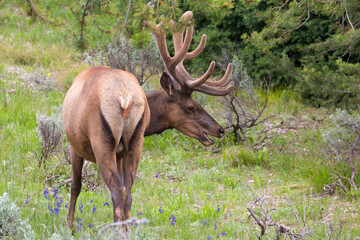 A wild bull elk with large antlers grazing in a field in Yellowstone National Park (Wyoming).