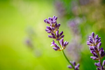 Lavender field closeup. Blooming lavender.  Aromatic lavender flowers over sunset sky.