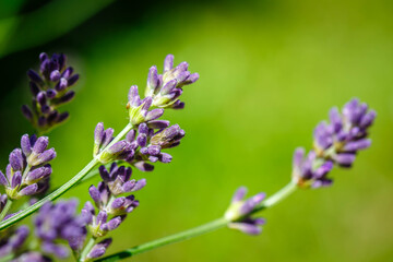 Lavender field closeup. Blooming lavender.  Aromatic lavender flowers over sunset sky.