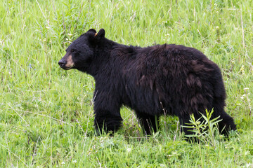 Fototapeta premium A wild black bear grazing for food near Yellowstone National Park's Lamar Valley.