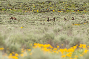 Grizzly bear cubs from the famous grizzly bear 399 wander through a field of flowers in Grand Teton National Park (Wyoming).