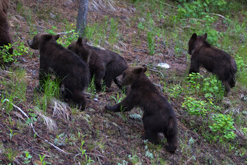 Obraz na płótnie Canvas The world famous Grizzly Bear 399 and her four cubs grazing in the fields and crossing the road in Grand Teton National Park (Wyoming).