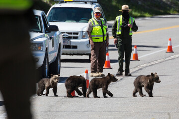 The famous grizzly bear 399 and her four cubs cross the road in Grand Teton National Park under safe watch by park rangers.