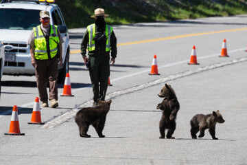 The famous grizzly bear 399 and her four cubs cross the road in Grand Teton National Park under safe watch by park rangers.