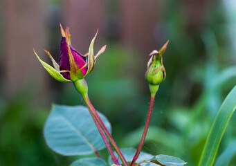 rose buds, rose bud, rose red, rose, bud, outdoor, summer, nature, garden, plant, flower, bloom, blossom, floral, flora, macro