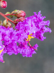 macro of crape myrtle flower after rain