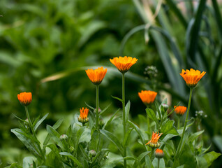 Orange marigold flowers growing in the garden in summer