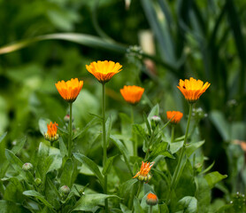 Orange marigold flowers growing in the garden in summer
