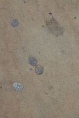 Discarded, squashed chewing gum on a pavement sidewalk in the UK