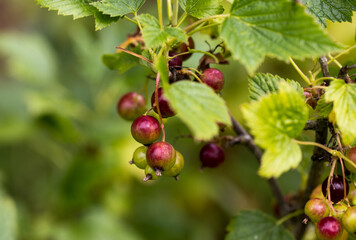 red currant berries