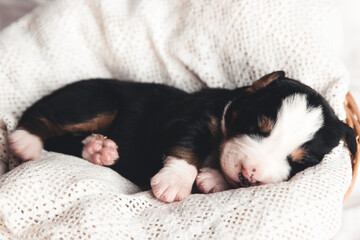 Fototapeta na wymiar Little puppy of Bernese Mountain Dog in bed. Cute animals