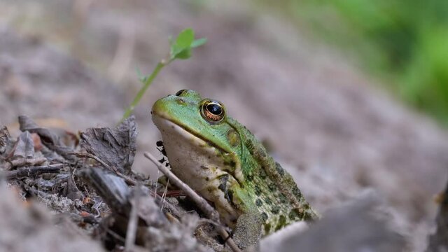 Portrait of Green Frog Sits on Shore near the River