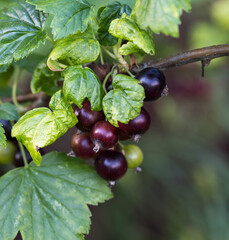 Currant branch with berries in the process of ripening in summer