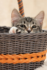 Fototapeta na wymiar Cute gray tabby kitten sits in a wicker basket, vertical image