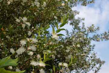myrtle plant in bloom closeup
