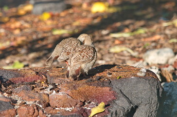 a small bird in the forest