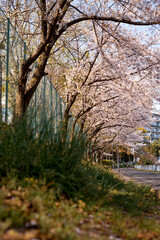 桜並木