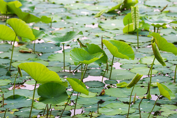 Green lotus leaves grow in the water