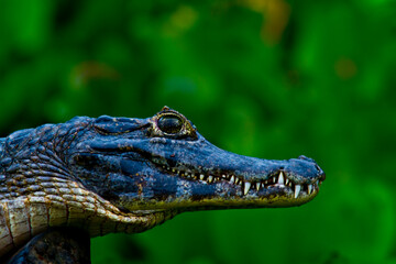 
Crocodiles in the Amazonian Pantanal