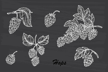 Hand drawn Hops set. Common hop or Humulus lupulus branch with leaves and cones. Vector illustration
