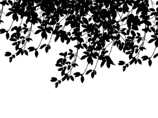 darktone of leaf isolated on white with copy space for text