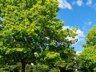 Fototapeta na wymiar green leaves and blue sky in Russel park Bedford England UK 