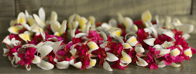 A colorful hawaiian lei.A lei is a garland or necklace of flowers give