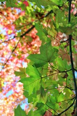 autumn leaves in the sun