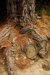 old tree trunk
queenstown hill NZ