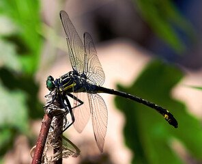Frederick County, Maryland, USA, May 2012
On the bank of the Monocacy River a Dragon Fly sits on a perch while hunting prey. Common name is Dragonhunter, species Hagenius brevistylus 